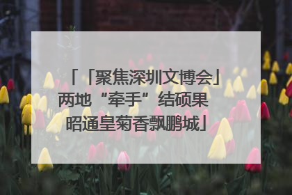「聚焦深圳文博会」两地“牵手”结硕果 昭通皇菊香飘鹏城