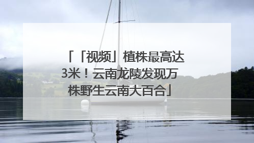 「视频」植株最高达3米！云南龙陵发现万株野生云南大百合