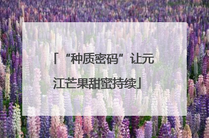 “种质密码”让元江芒果甜蜜持续