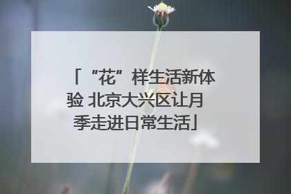 “花”样生活新体验 北京大兴区让月季走进日常生活