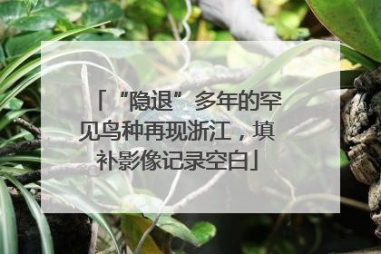 “隐退”多年的罕见鸟种再现浙江，填补影像记录空白