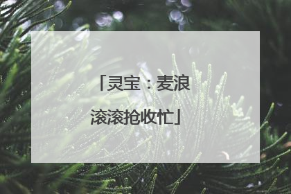 灵宝：麦浪滚滚抢收忙
