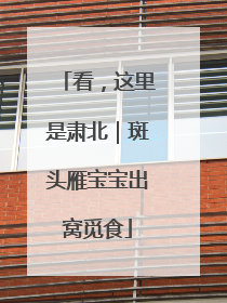 看，这里是肃北｜斑头雁宝宝出窝觅食