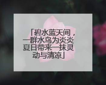 碧水蓝天间，一群水鸟为炎炎夏日带来一抹灵动与清凉