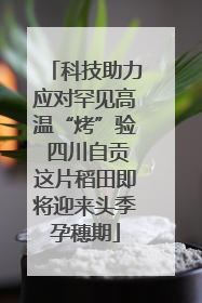 科技助力应对罕见高温“烤”验 四川自贡这片稻田即将迎来头季孕穗期