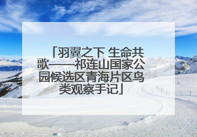 羽翼之下 生命共歌——祁连山国家公园候选区青海片区鸟类观察手记