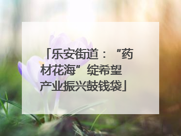 乐安街道：“药材花海”绽希望 产业振兴鼓钱袋