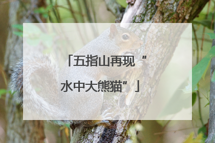 五指山再现“水中大熊猫”