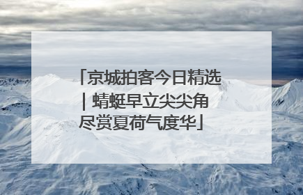 京城拍客今日精选｜蜻蜓早立尖尖角 尽赏夏荷气度华