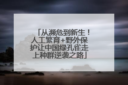 从濒危到新生！人工繁育+野外保护让中国绿孔雀走上种群逆袭之路