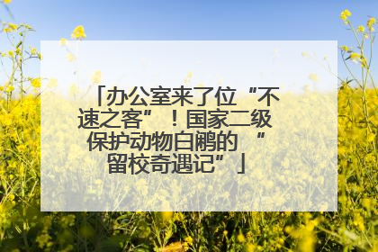 办公室来了位“不速之客”！国家二级保护动物白鹇的 “留校奇遇记”