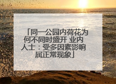 同一公园内荷花为何不同时盛开 业内人士：受多因素影响 属正常现象