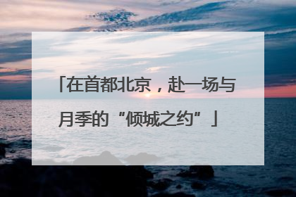 在首都北京，赴一场与月季的“倾城之约”