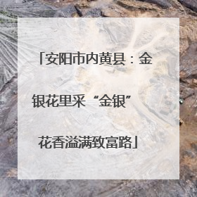 安阳市内黄县：金银花里采“金银” 花香溢满致富路