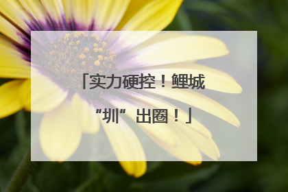 实力硬控！鲤城“圳”出圈！