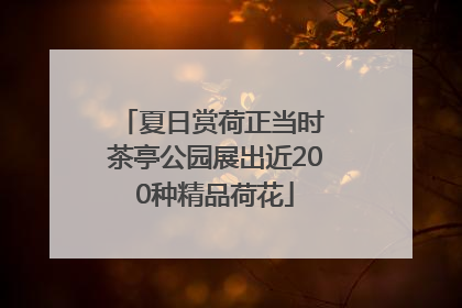 夏日赏荷正当时 茶亭公园展出近200种精品荷花