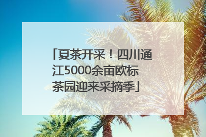 夏茶开采！四川通江5000余亩欧标茶园迎来采摘季