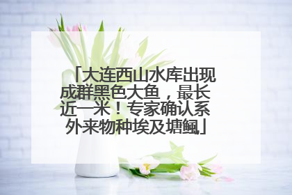 大连西山水库出现成群黑色大鱼，最长近一米！专家确认系外来物种埃及塘鲺