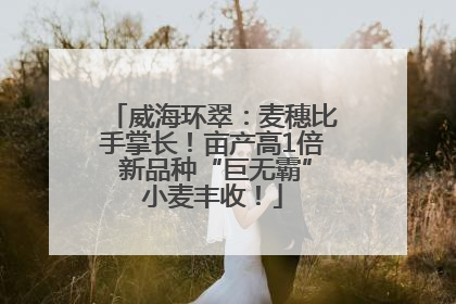 威海环翠：麦穗比手掌长！亩产高1倍 新品种“巨无霸”小麦丰收！