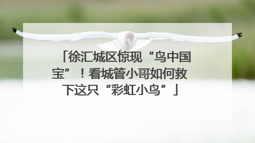 徐汇城区惊现“鸟中国宝”！看城管小哥如何救下这只“彩虹小鸟”