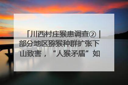 川西村庄猴患调查②｜部分地区猕猴种群扩张下山致害，“人猴矛盾”如何寻找最优解？