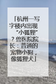 杭州一写字楼内出现“小狐狸”？兽医院院长：普通的宠物小狗，像狐狸犬
