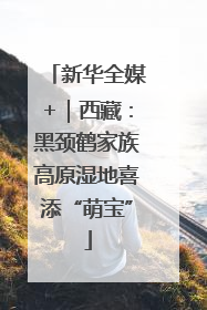 新华全媒+｜西藏：黑颈鹤家族高原湿地喜添“萌宝”