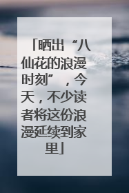 晒出“八仙花的浪漫时刻”，今天，不少读者将这份浪漫延续到家里