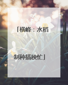 横峰：水稻制种插秧忙