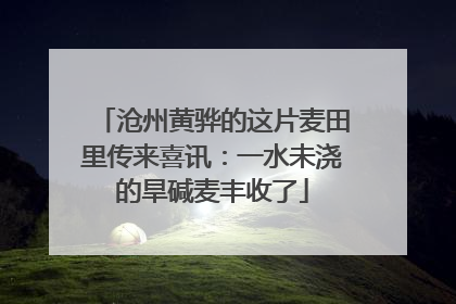 沧州黄骅的这片麦田里传来喜讯：一水未浇的旱碱麦丰收了