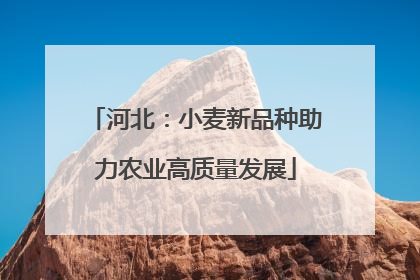 河北：小麦新品种助力农业高质量发展