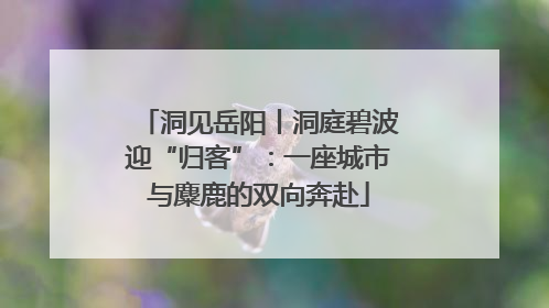 洞见岳阳丨洞庭碧波迎“归客”：一座城市与麋鹿的双向奔赴