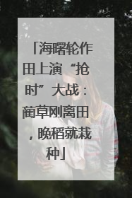 海曙轮作田上演“抢时”大战：蔺草刚离田，晚稻就栽种