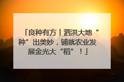 良种有方丨泗洪大地“种”出美妙，铺就农业发展金光大“稻”！