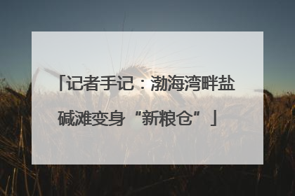 记者手记：渤海湾畔盐碱滩变身“新粮仓”