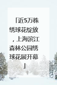 近5万株绣球花绽放，上海滨江森林公园绣球花展开幕