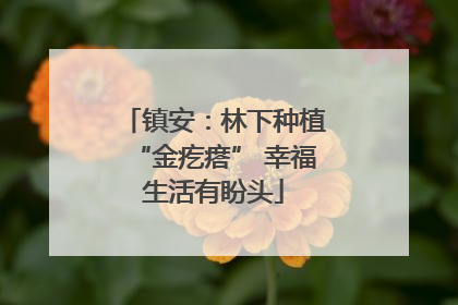 镇安：林下种植“金疙瘩” 幸福生活有盼头