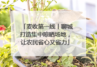麦收第一线丨聊城打造集中晾晒场地，让农民省心又省力
