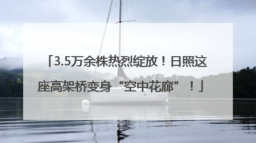 3.5万余株热烈绽放！日照这座高架桥变身“空中花廊”！